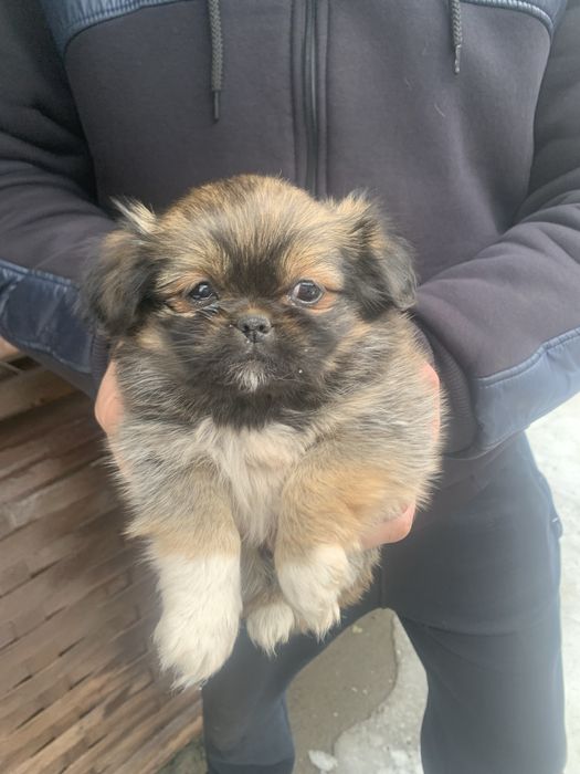 Продам цуценят Пекінесиків