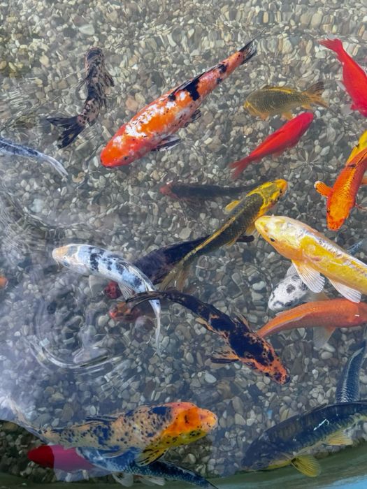 Продажа Карпов  кои