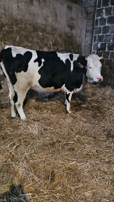 Jałowka wysokocielna