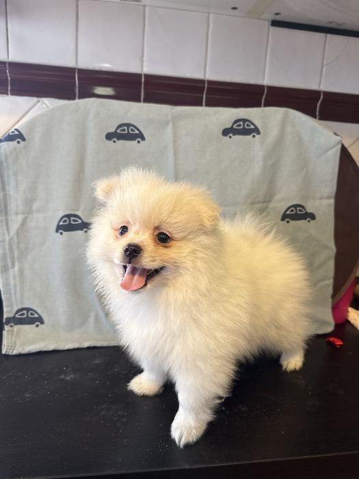 Spitz Alemão/ Lulu da pomerânia macho Meiguinho