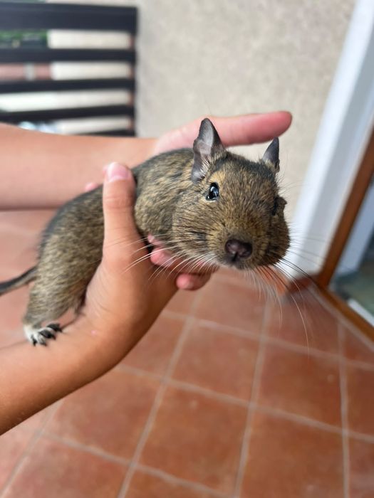 Koszatniczka ( samiec) do adopcji