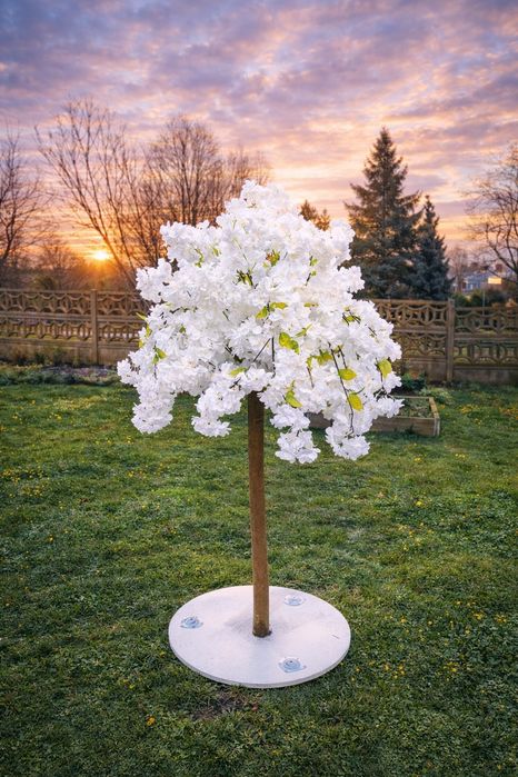 Drzewo Wiśni Japońskiej