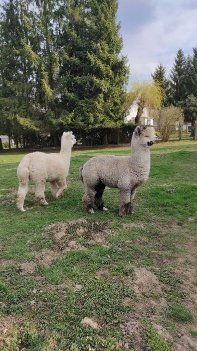 Sprzedam stado alpak - likwidacja