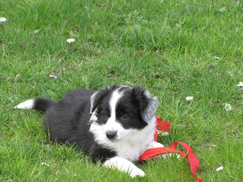 Szczeniak Border Collie