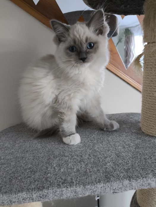 Ragdolle sama słodycz tylko tu