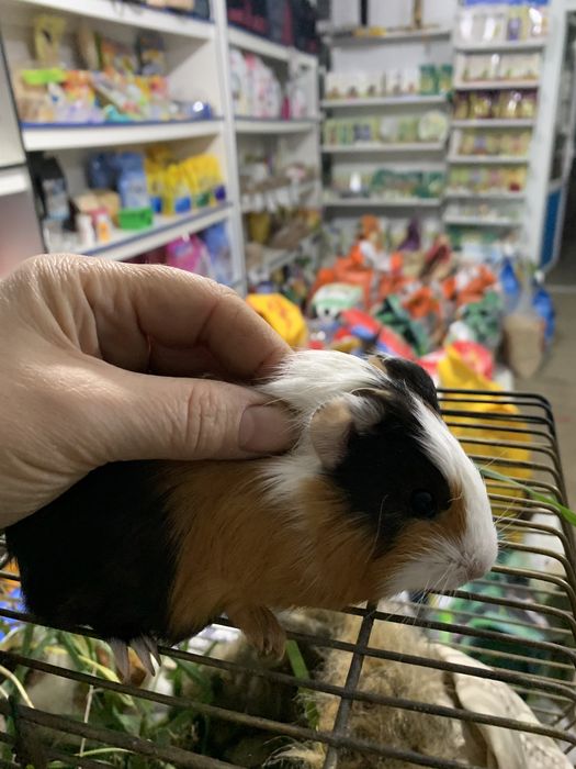 Морськи свинки в продажу