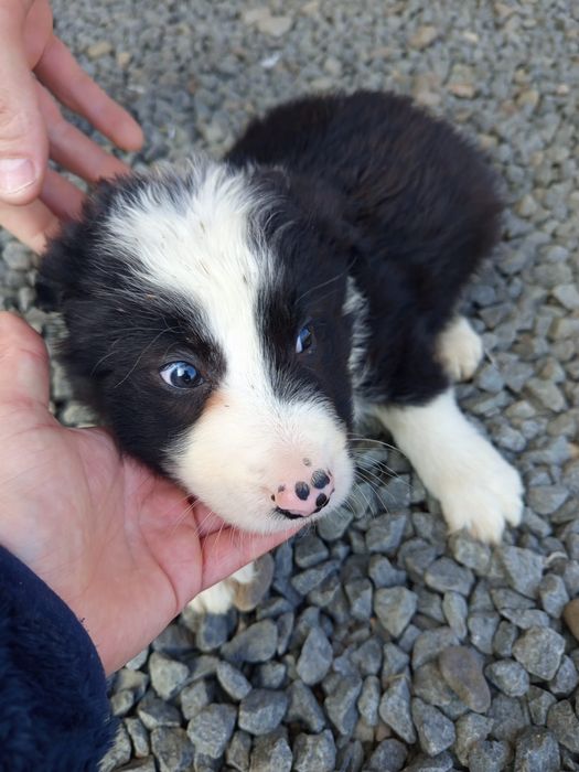 Owczarek Border collie