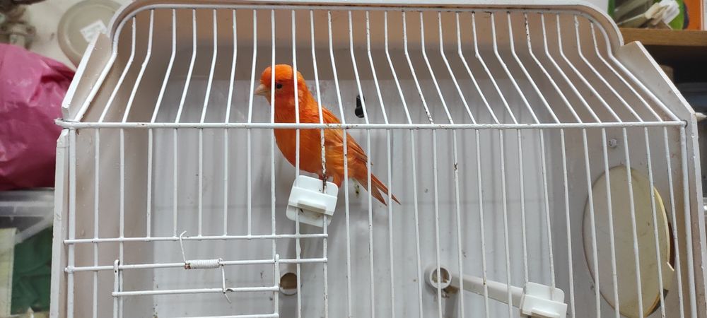 Cedo fêmeas de canário de 2024