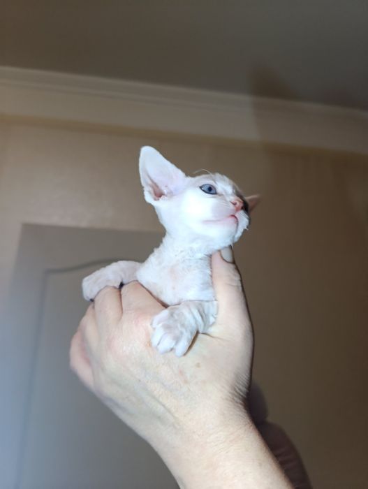 Кошенята Девон Рекс