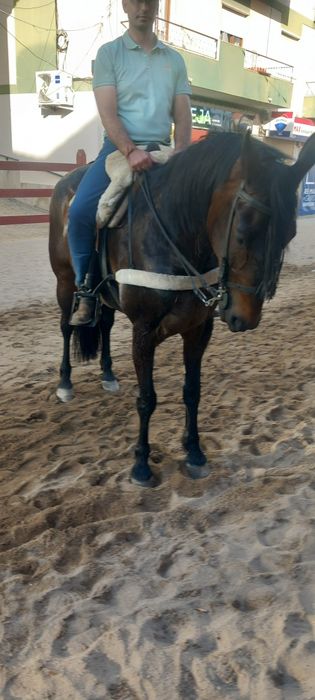 Cavalo grande castrado ideal para crianças