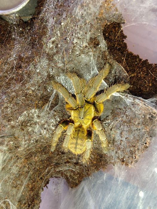 Pająk ptasznik MYSTERY BOX 200% wartości!