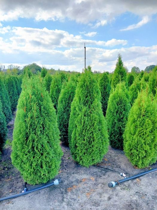 Туя Смарагд, Брабант, Колумна,Даніка