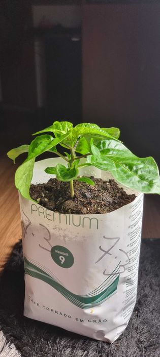 California Reaper (mudas).