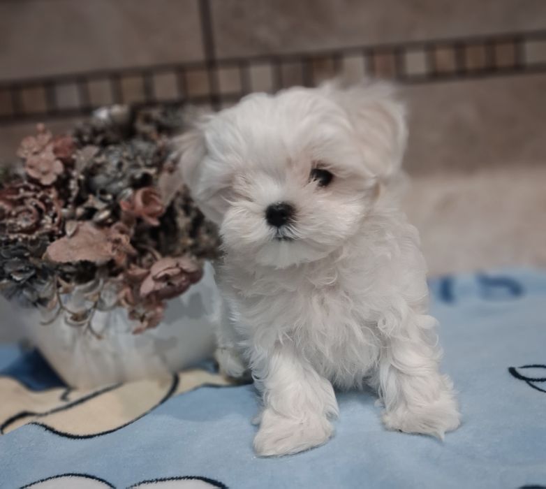 Chłopak  maltańczyk