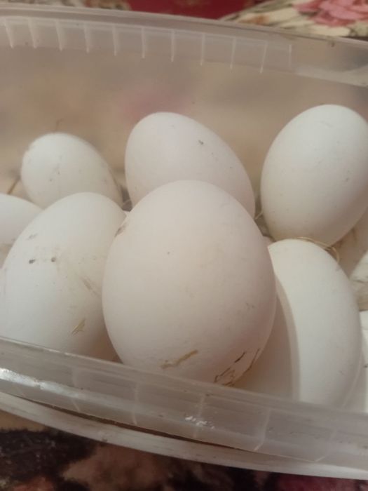 Продам гусячі яйця