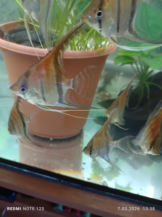 Młode skalary Manacapuru