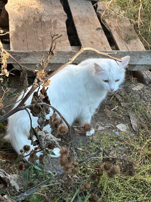 Білий котик у добрі руки