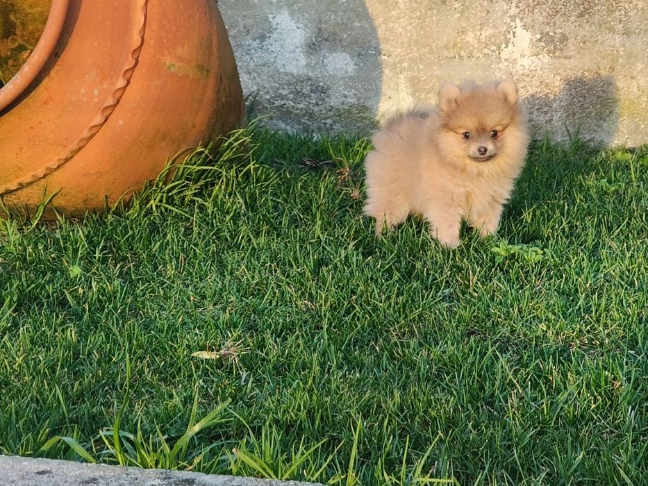 Spitz alemão anão menina