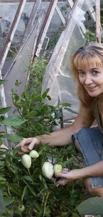 Продаю саженцы  ПЕПИНО . Гранат,киви,инжир.