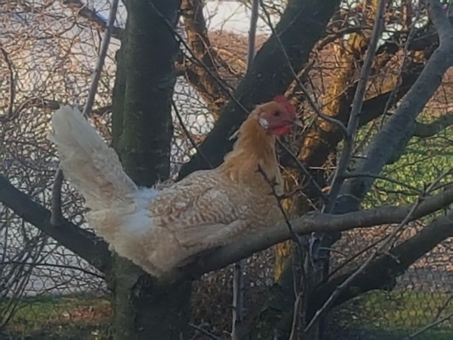sprzedam kury fryzyjskie