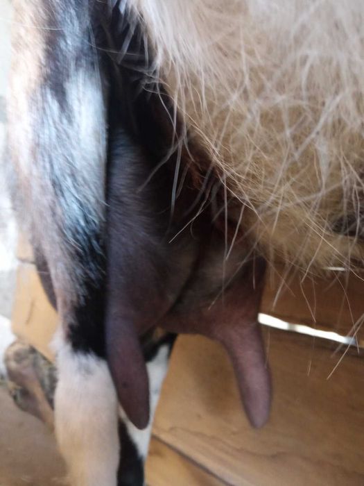 Кози зааненьські та заано-нубійські