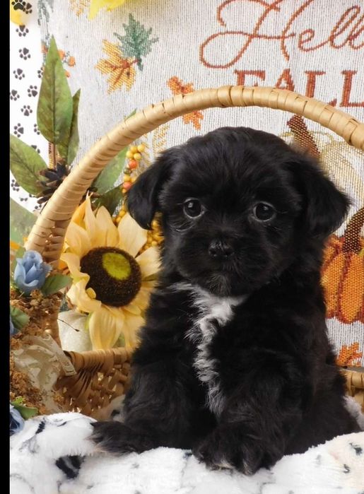 Szczniaczki po shih tzu