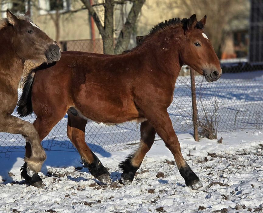 Ogierek zimnokrwisty