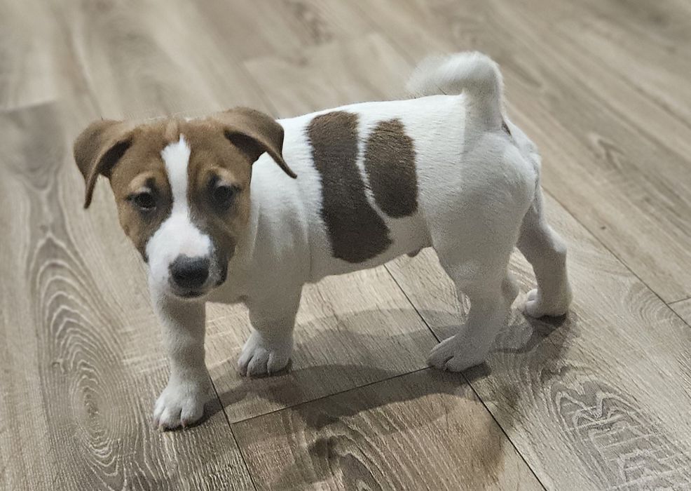 Piekny piesek Jack Russell ZKwP FCI