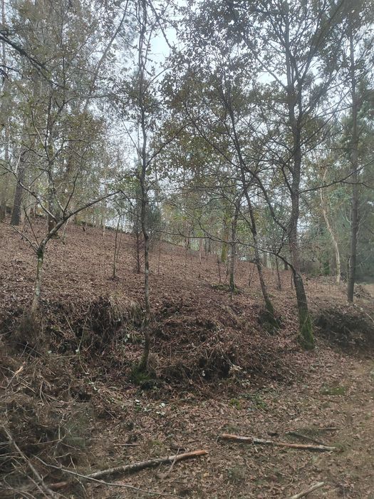Limpeza de terrenos manutenção de jardins