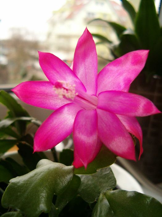 szlumbergera Schlumbergera xbuckleyi grudnik szczepki sadzonki