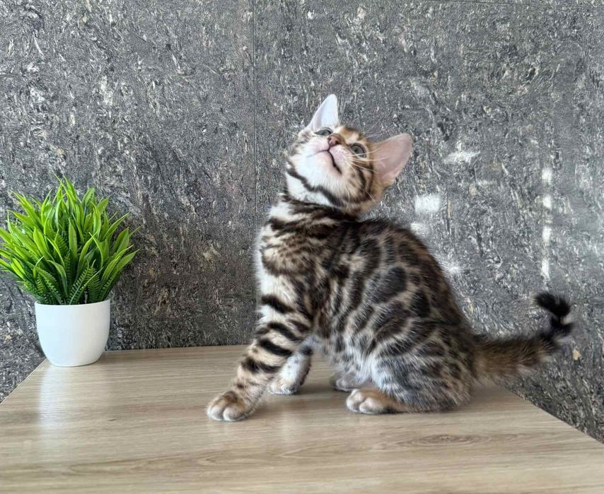 Бенгали клубні кошенята