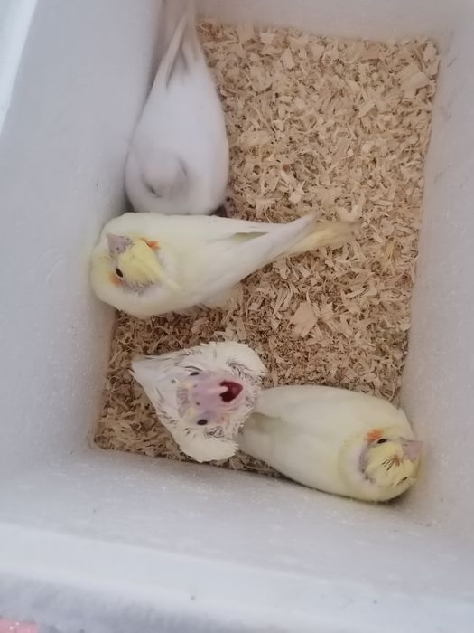 Caturra bebé Para criar a mão, fêmea