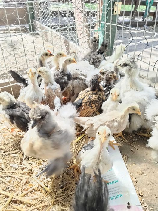 Seramki i Silki młodzież z końca marca.40 zł sztukaztuka.