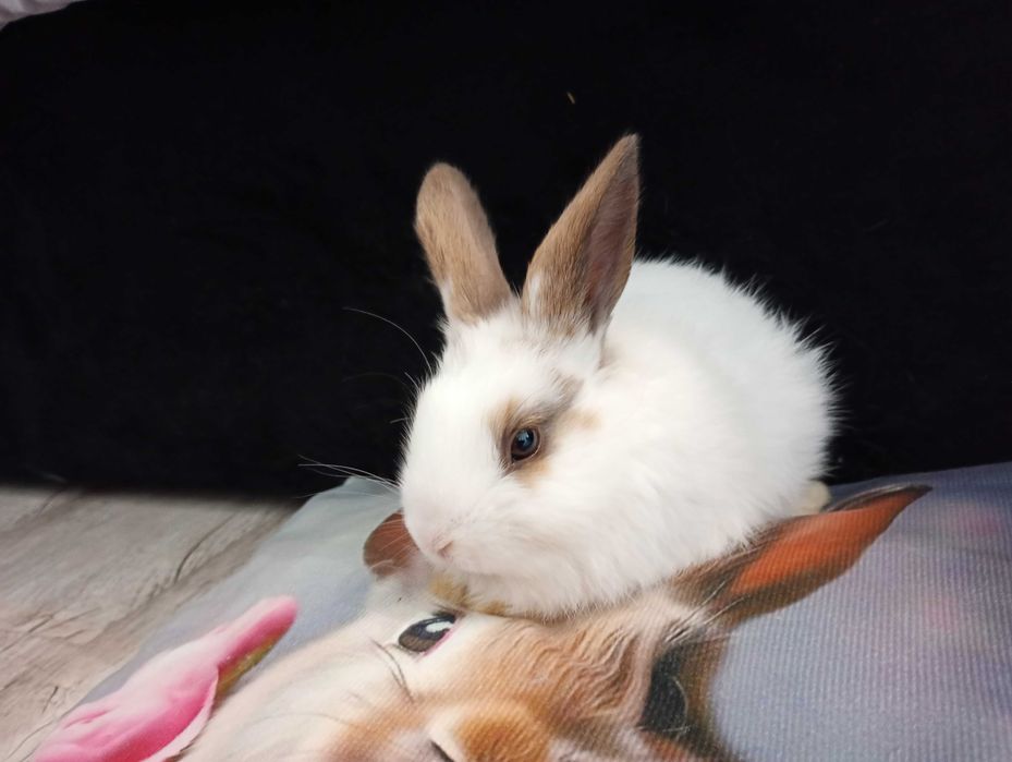 Króliczki miniaturki lewki samczyki i samiczka (Lionhead)