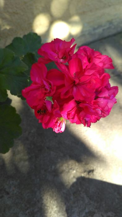 Пеларгонія багато сортів