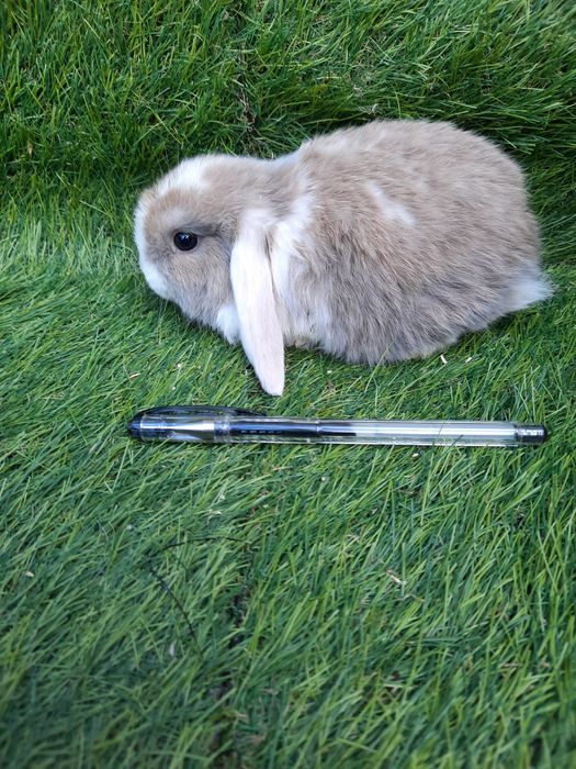 Coelhos anões várias raças(mini: loop/orelhudos, holandes/toy, angorá)