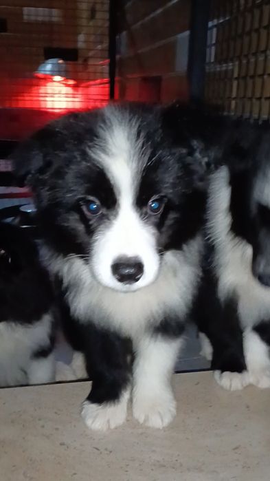 Border Collie linhagem de exposição