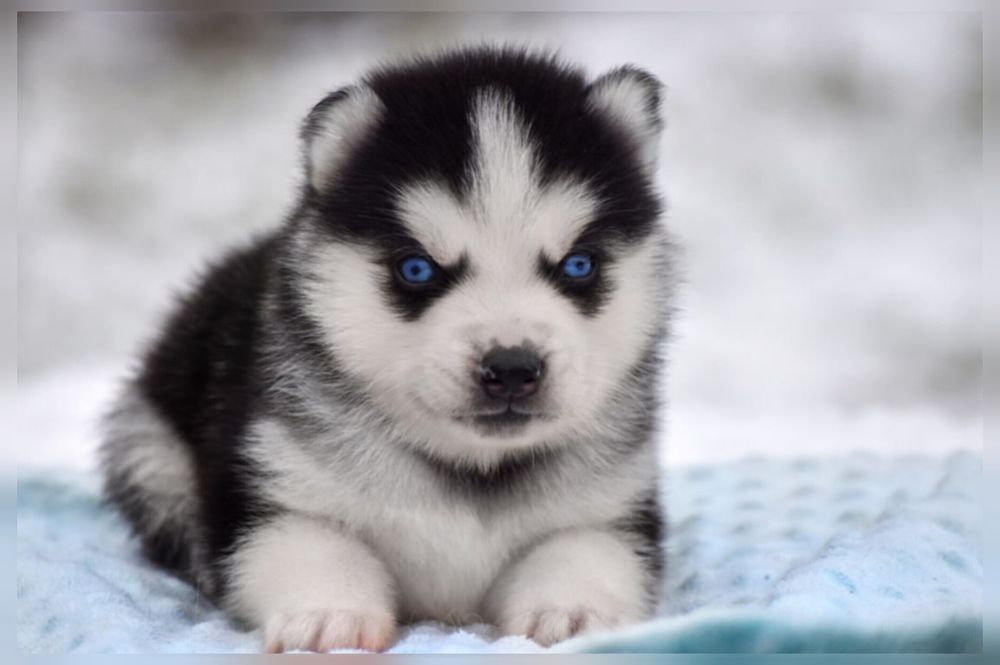 Голубоглазый мальчик хаски