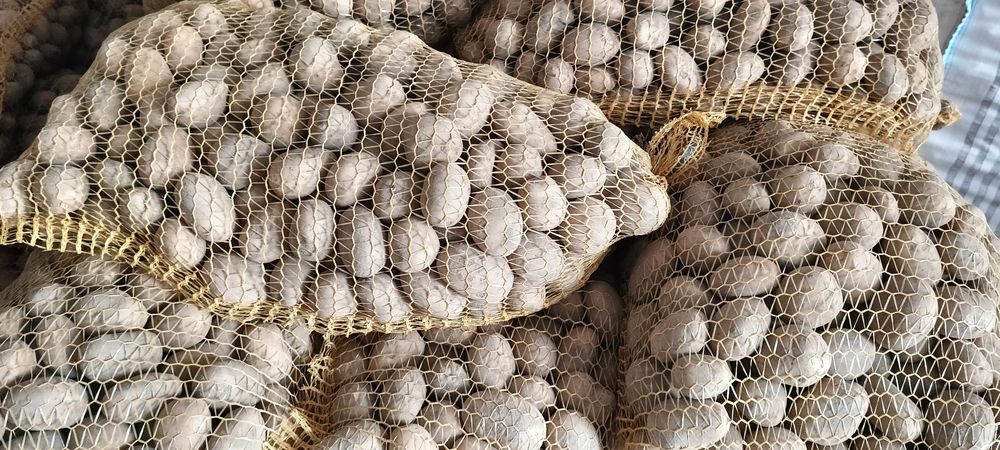 Ziemniaki wielkości sadzeniaka odmiany Belana