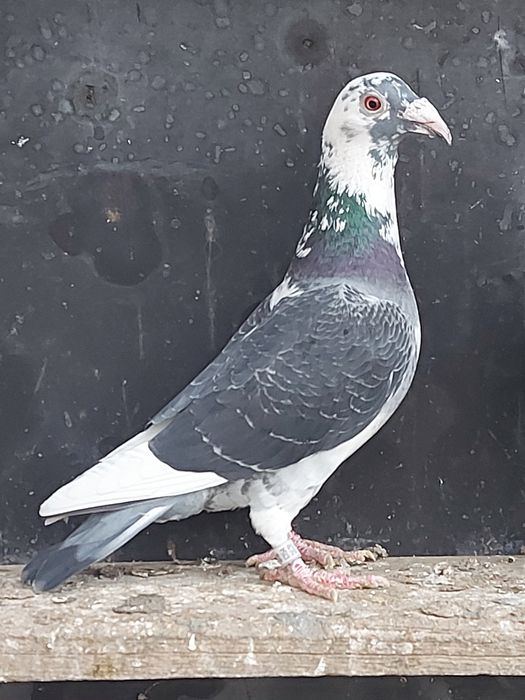 Sprzedam parę Staropolskich