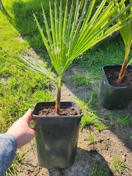 Waszynktonia Robusta