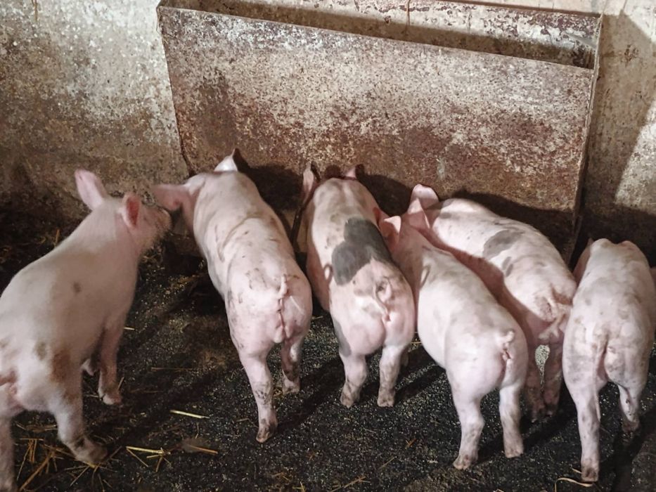 Продам поросяток