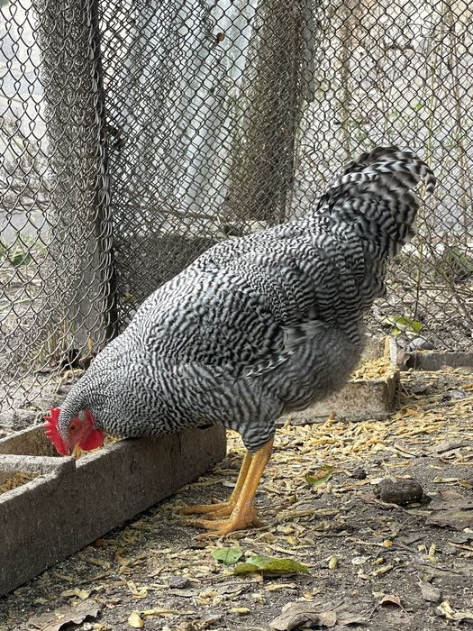 Амрокс. Півні. 5 місяців