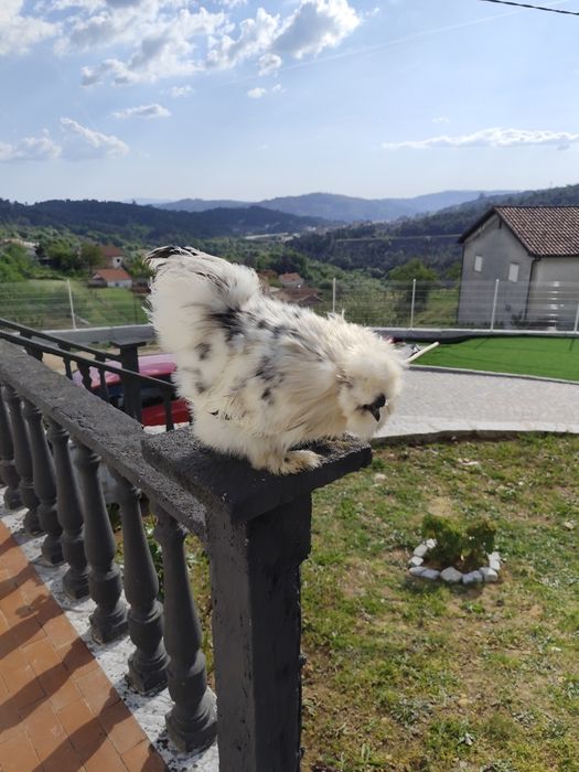 vendo esses dois pintos de Sedosa do Japão