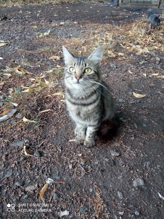 Рися проситься в сім'ю