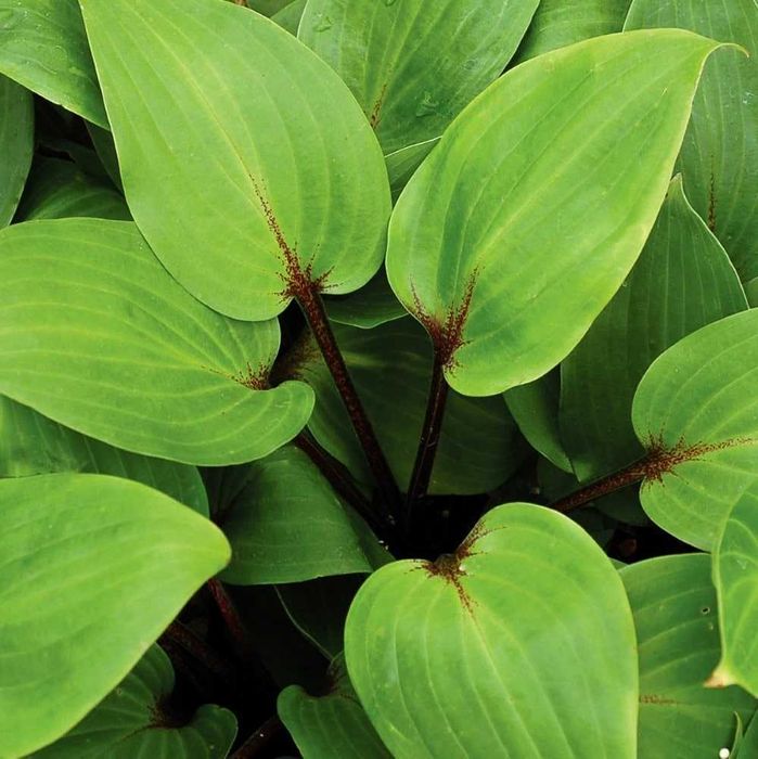 Funkia /Hosta/ Purple Heart - byliny Flora Szczecin