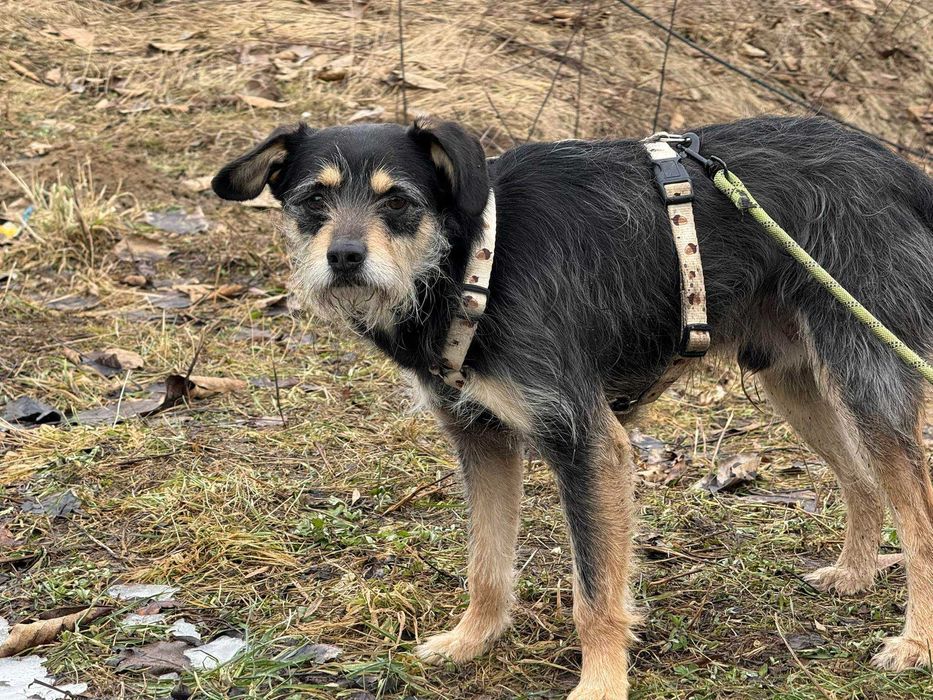 Fuks - mały, szorstkowłosy psiak poleca się do adopcji