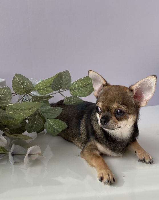 Чіхуа хлопчик гарнесенький