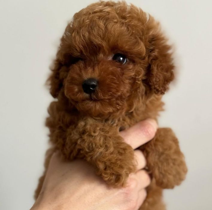 Той пудель ред браун малиш,