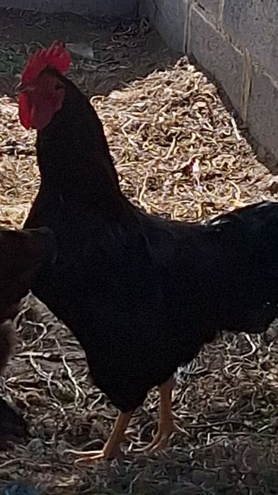 Ovos galados (férteis) Rhode Island Red, o preço é de cada ovo